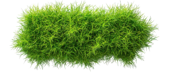 Top view, green grass with lush texture isolate on transparent backgrounds, png, cutout