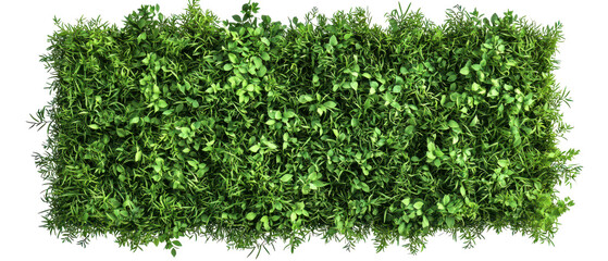 Obraz premium Top view, green hedge for landscaping isolate on transparent background, cutout, png