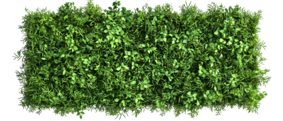 Top view, green hedge for landscaping isolate on transparent background, cutout, png