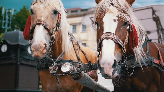 Two Brown Horses Stand in a Team Harnessed to a Cart on a City Street. Excursion or horse-drawn carriage. Close-up, horses chewing. Working horses, animals. Blurred background. Tourism business.