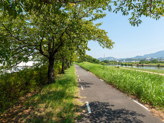 石川リバーサイドサイクルライン沿いの桜並木