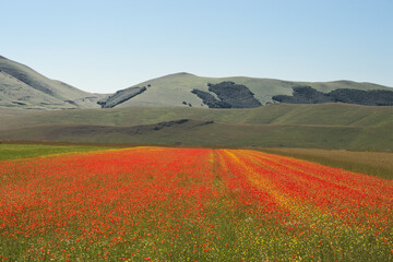 Papaveri Castellccio