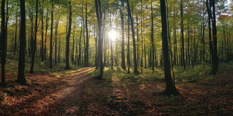 Fototapeta premium Sun shining through forest trees on hiking trail
