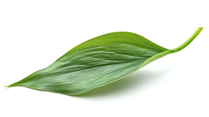 Lily of the Valley Leaf Isolated on White Background, Vivid Green, Full Depth of Field, Sharp Detail, Botanical Texture, Natural Elegance