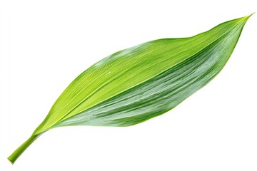 Lily of the Valley Leaf Isolated on White Background, Vivid Green, Full Depth of Field, Sharp Detail, Botanical Texture, Natural Elegance