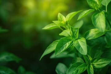 Fresh green basil leaves arranged in circular pattern on blurred natural background. Close-up shot of herb plant in garden or forest setting. Perfect for eco-friendly and wellness themes.