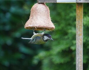 blue tit at the feeding bell