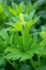Fresh green Lovage leaves arranged in circular pattern on blurred natural background. Close-up view of curled leaves with slight movement. Perfect for eco-friendly and wellness themes.