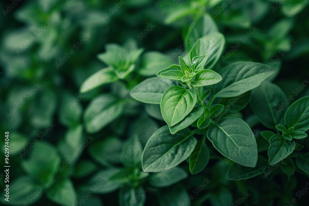 Poster fresh green oregano plant with vibrant leaves in circular pattern. situated in rich garden environme