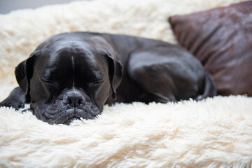 Schlafender schwarzer Boxer Mischling auf seinem Lieblingsplatz