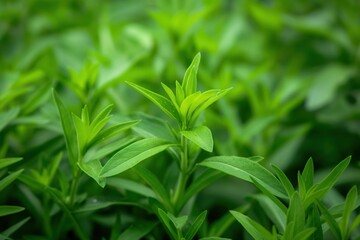 Close-up of fresh green tarragon plant with curled leaves in circular pattern. Blurred green background suggests lush garden environment. Perfect for food, wellness, and nature-themed projects.