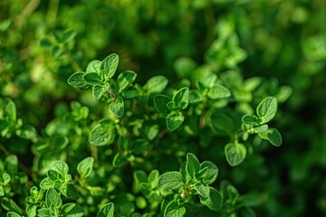 Obraz premium Fresh green thyme plant close up with blurred garden background. Vibrant leaves appear to move creating dynamic effect. Perfect for eco, wellness, and foodie themes.