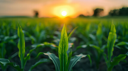 Fototapeta premium wheat field at sunset