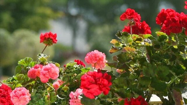 Geranium red and pink flowers. Beautiful geranium flower blooming on a terrace, outside. Nature. Slow motion. Pelargonium. Geranium Peltatum. Outdoor Garden, gardening. Slow motion