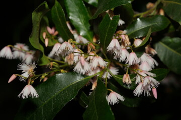Elaeocarpus grandiflorus Sm., commonly known as the Fairy Petticoat or Shrubby Elaeocarpus, is a...