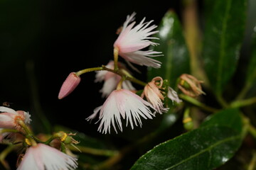 Elaeocarpus grandiflorus Sm., commonly known as the Fairy Petticoat or Shrubby Elaeocarpus, is a...