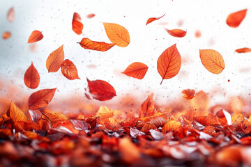 Autumn falling maple leaves isolated on white background