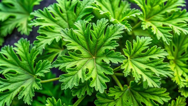 Lush green citronella plant with prominent leaves and stems, a natural insect repellent.