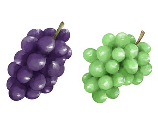 水彩手書きのぶどう