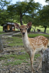 deer in the forest