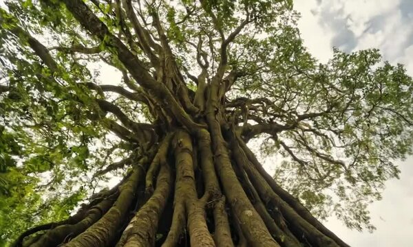 3d view of banyan tree