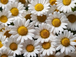 Fototapeta premium daisies on a white background,bouquet of white daisies,daisies in the garden