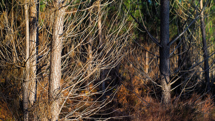 Saison automnale dans la forêt des Landes de Gascogne, en fin de soirée
