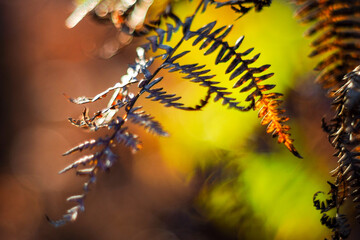 Saison automnale dans la forêt des Landes de Gascogne, en fin de soirée