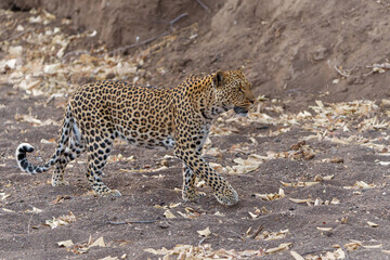 Obraz premium Leopard (Panthera Pardus) hunting in a dry riverbed in Mashatu Game Reserve in the Tuli Block in Botswana 
