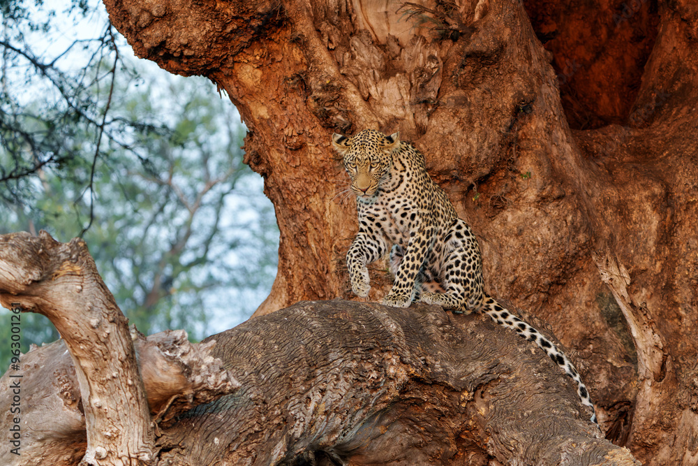 Wall mural leopard (panthera pardus) resting in a mashatu tree in the late afternoon in mashatu game reserve in