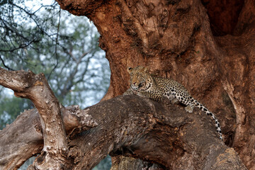 Leopard (Panthera Pardus) resting in a Mashatu tree in the late afternoon in Mashatu Game Reserve...