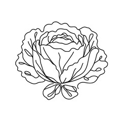 Cabbage in a line drawing style