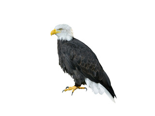 American Eagle isolated on white background