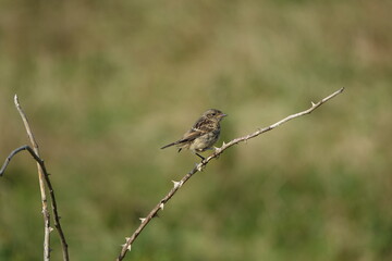 juvenile stonechat (Saxicola torquata) perched on bramble branch