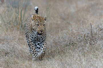 Leopard male walking around the Sand River in Sabi Sands Game Reserve in the Greater Kruger Region in South Africa    