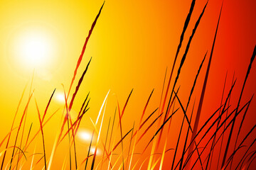Sunset in the grass field. 