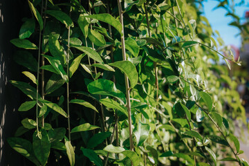 Vernonia elliptica, lee kuan yew plant, lee kwan yew plant.
