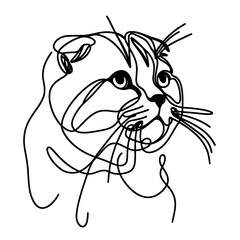 Obraz premium Close-up portrait of Scottish lop-eared cat in a line drawing style