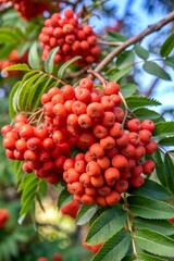 a branch of mountain ash with red berries
