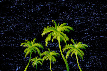 palm tree in night