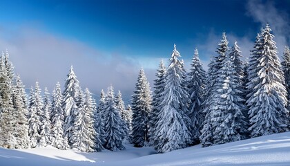 Naklejka premium Snow-dusted evergreen trees