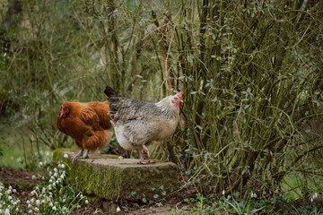 Hühner im Garten