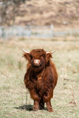 Highland Calf