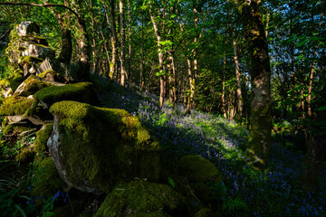 Bluebells Woods