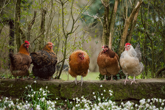 H&uuml;hner im Garten