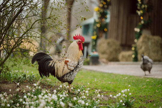 H&uuml;hner im Garten