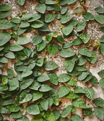Climbing Fig tree on cement wall
