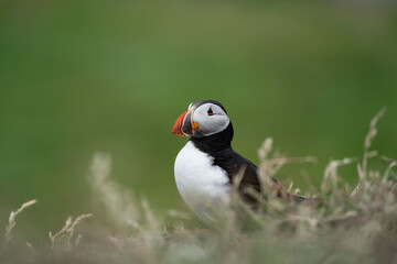 Puffin Portrait