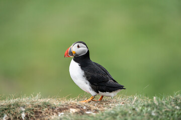 Puffin Portrait