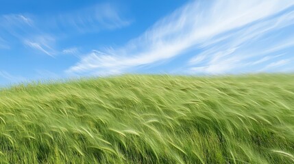 Long grass blowing in the wind with a clear blue sky and white clouds above.